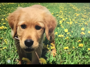 mini golden doodles illinois