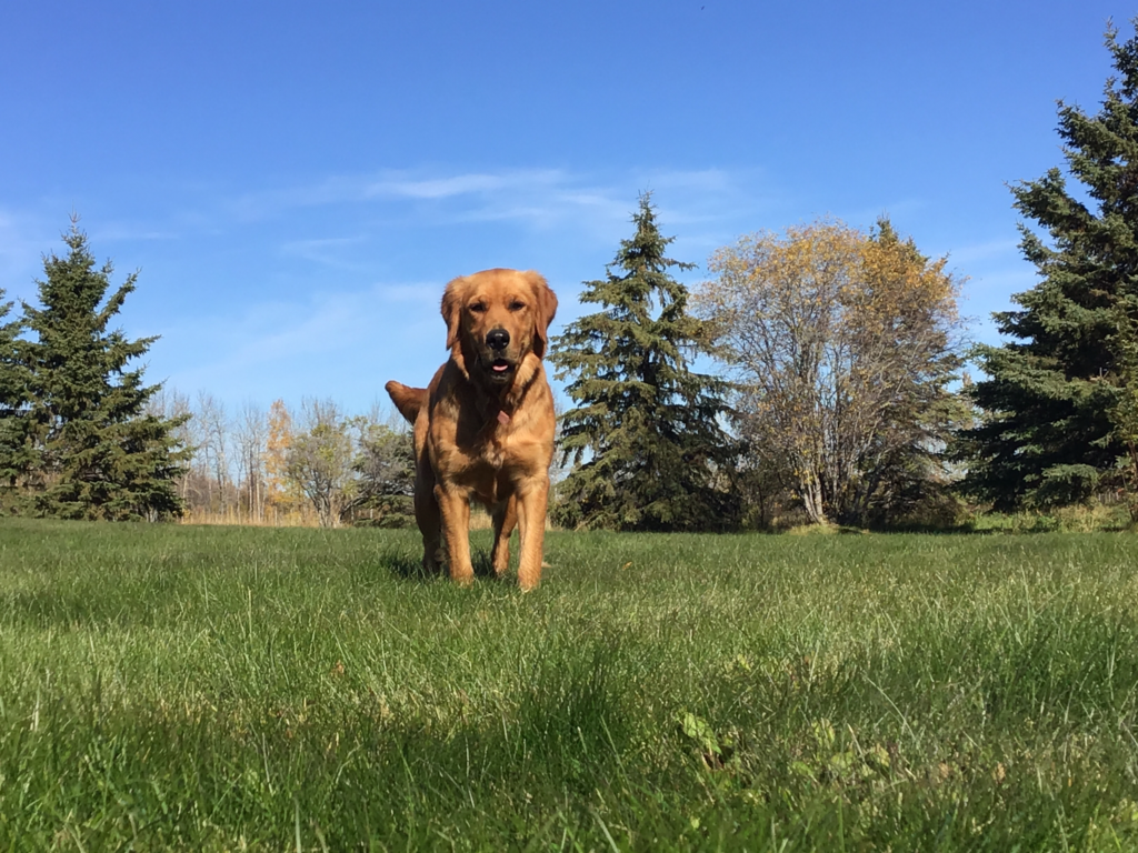 mini goldendoodle for sale central illinois