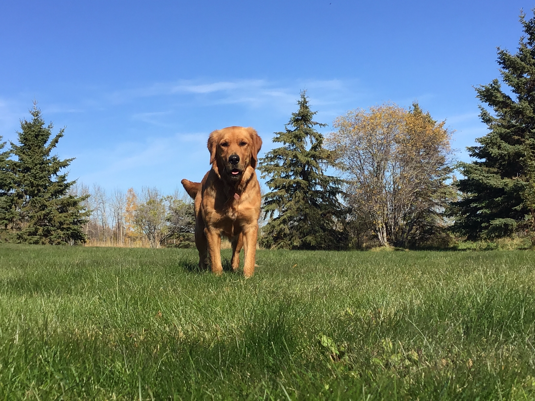 mini goldendoodle for sale central illinois